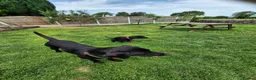 Labrador Retriever dogs for sale: Labrador pups - Advert 4