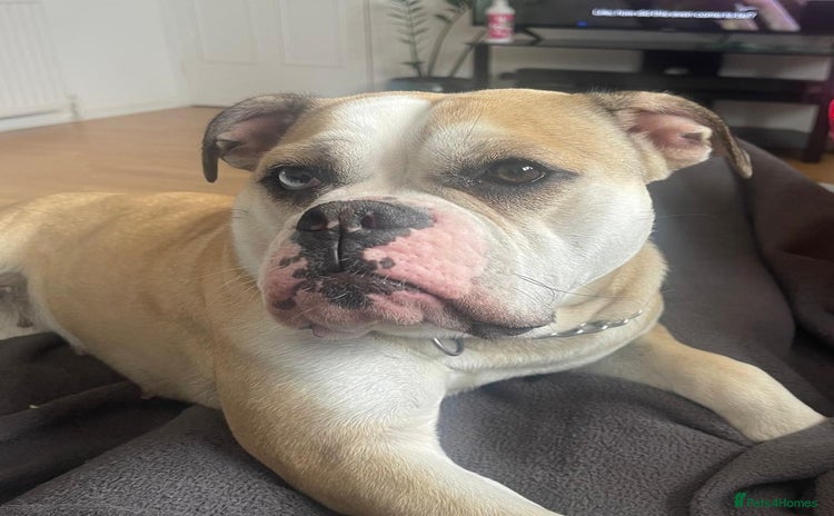 Olde English Bulldogge dogs - Advert 11