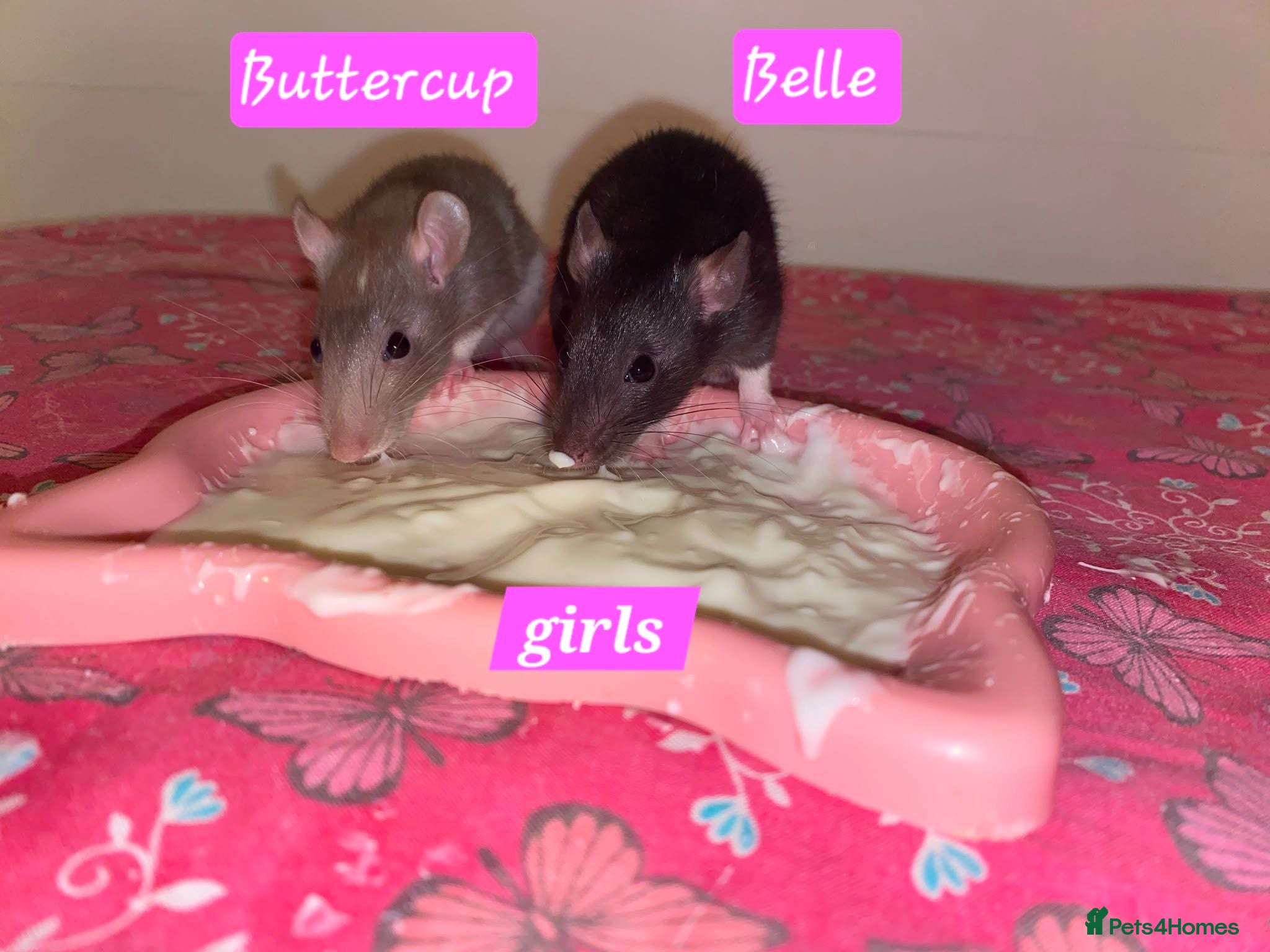 Rat rodents Beautiful babies ratties 🥰🥰🥰 - Advert 1