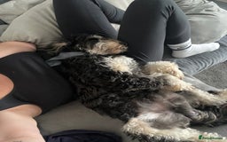 Cockapoo dogs for stud: Cockapoo for stud (proven) - Image 7
