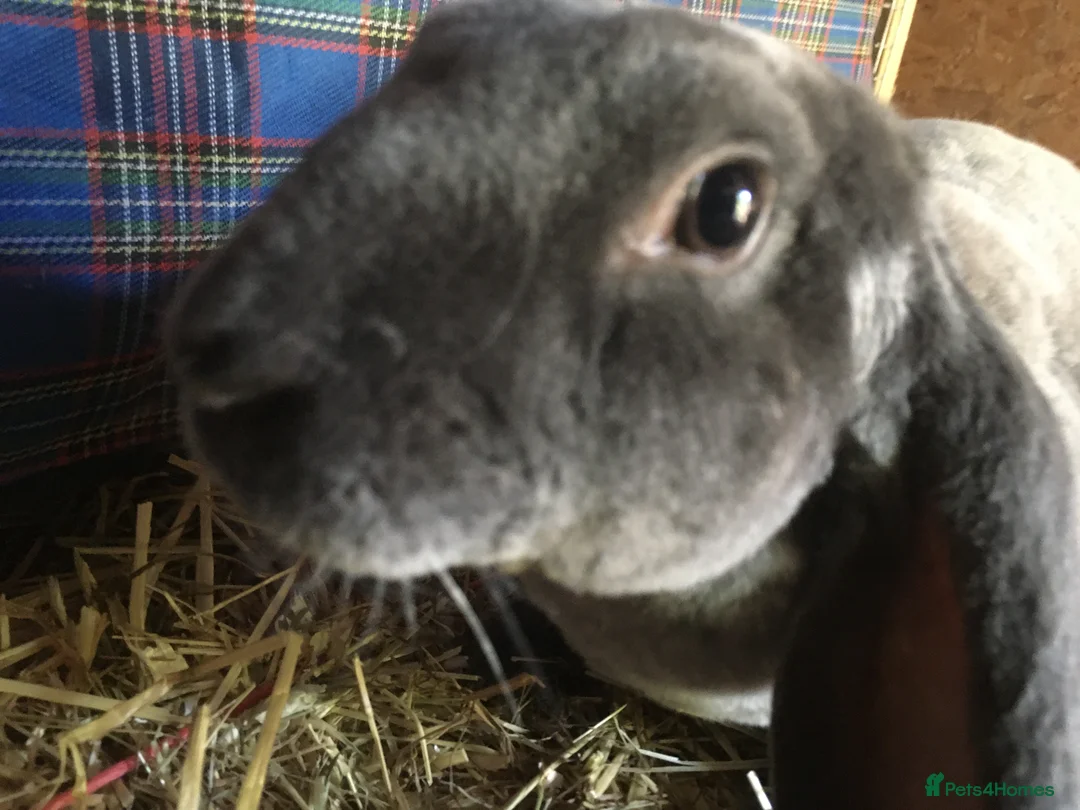 English Lop rabbits for sale: Velveteen Lop (male) - Advert 6