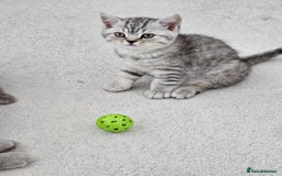 British Shorthair cats for sale: British shothair kittens  - Image 8
