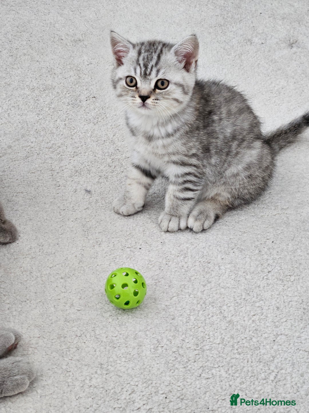 British Shorthair cats for sale: British shothair kittens  - Image 8