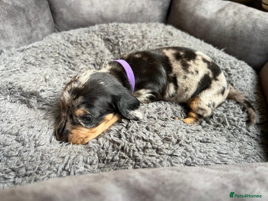 Miniature Dachshund dogs for sale: Miniature dachshund mix priced  - Image 12