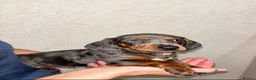 Dachshund dogs for sale: Dachshunds - Advert 5