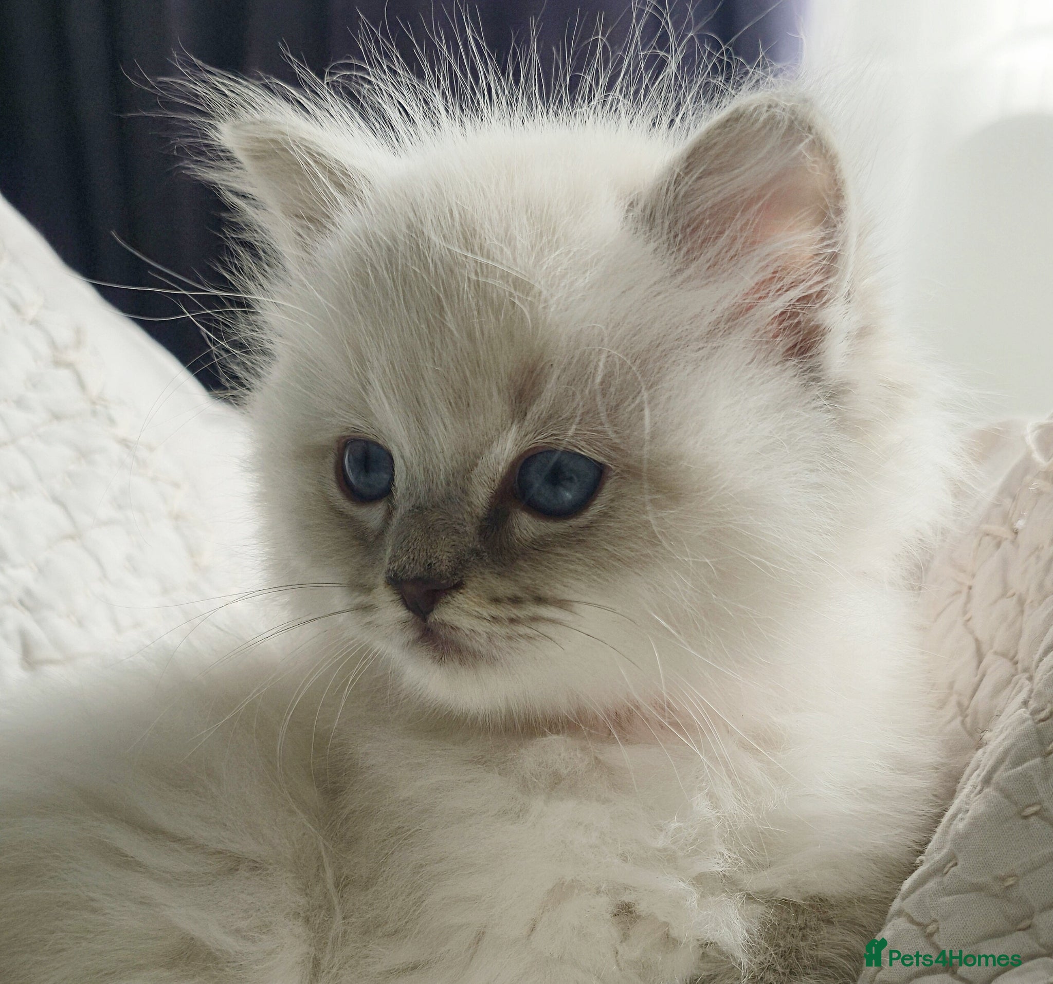 Ragdoll cats 🩷 5 RAGDOLL KITTENS AVAILABLE🩷❤️ - Advert 14