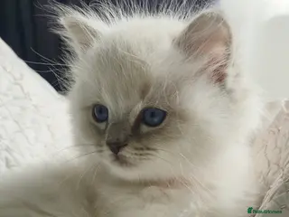 Ragdoll cats 🩷 5 RAGDOLL KITTENS AVAILABLE🩷❤️ - Advert 11