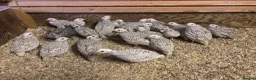 Quail poultry for sale: Snowflake Bobwhite Quail  - Advert 1
