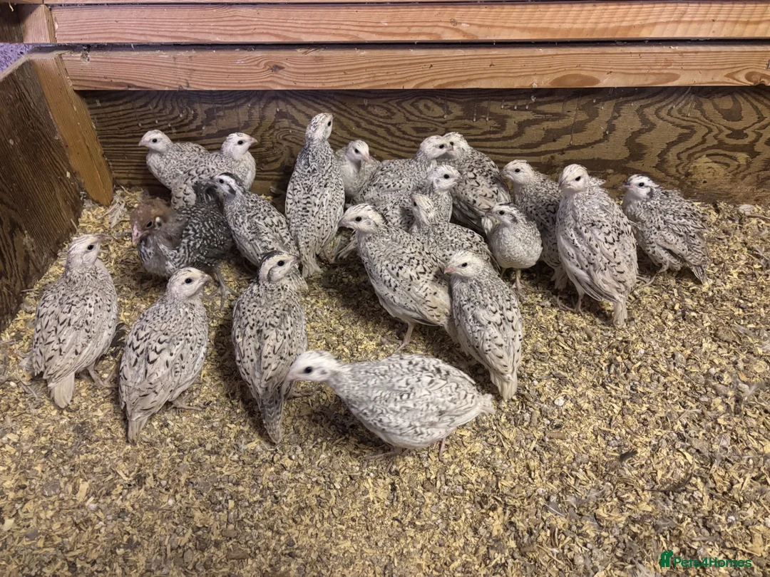 Quail poultry for sale: Snowflake Bobwhite Quail  - Advert 1