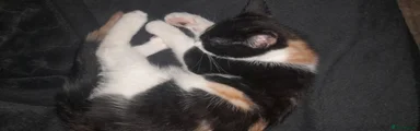 Mixed Breed Kitten 1