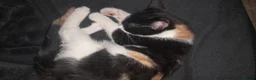 Mixed Breed cats for sale: Last 2 adorable kittens for sale - Advert 6
