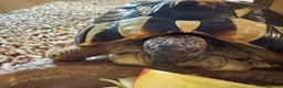 Hermann Tortoise reptiles for sale: 5 year old tortoise + full set up & accessories  - Advert 2