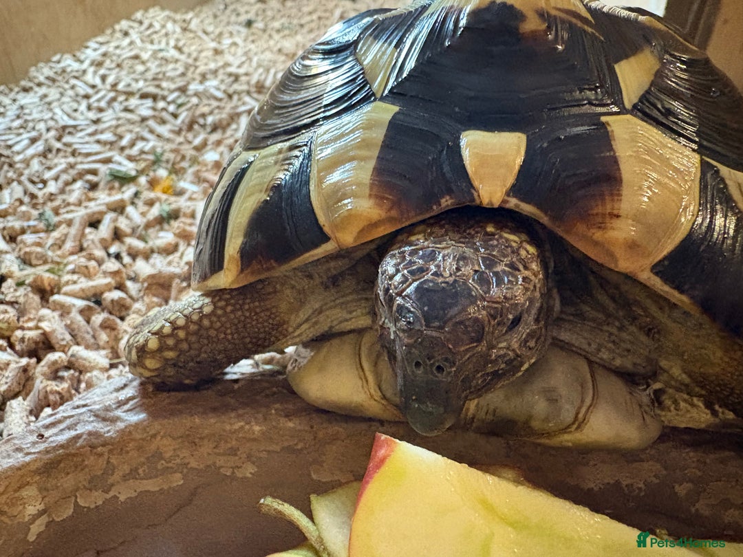 Hermann Tortoise reptiles for sale: 5 year old tortoise + full set up & accessories  - Advert 2