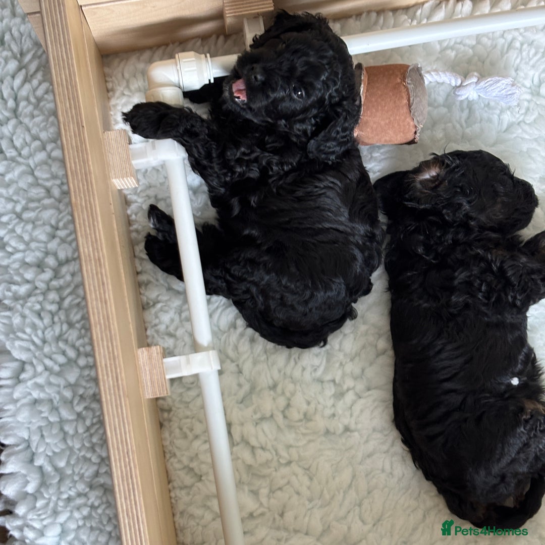 Cavapoo dogs for sale: LAST Black (tan paws/muzzle) F1 Cavapoo Dog Puppy - Image 4