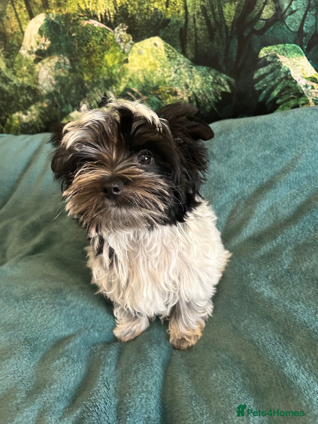 Mixed Breed dogs for sale: Colour Yorkshire Terrier   , DNA tested parents  - Image 9