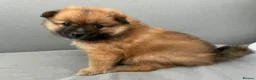 Pomeranian dogs for sale: Pomeranian puppies for sale  - Advert 8