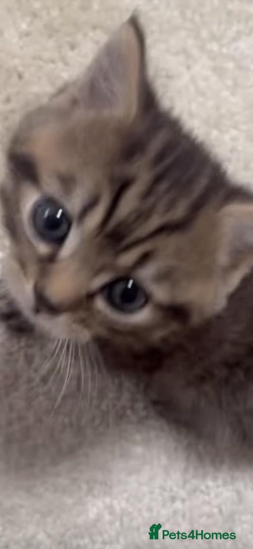 Mixed Breed cats for sale: Cat,s - Advert 4