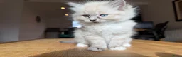 Ragdoll cats for sale: Ragdoll Kittens for Sale in Stirling - Advert 27