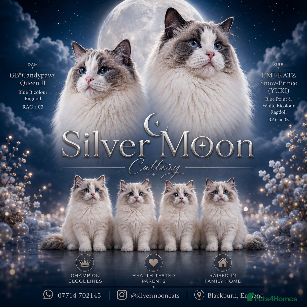 Ragdoll cats TICA  Bicolour Ragdoll Kittens-ChampionBloodlines - Advert 18