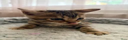 Bengal cats for sale: Quality Bengal kittens - Advert 15