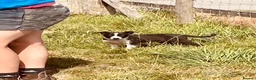 Border Collie dogs for sale: Collie puppies for sale - Advert 7