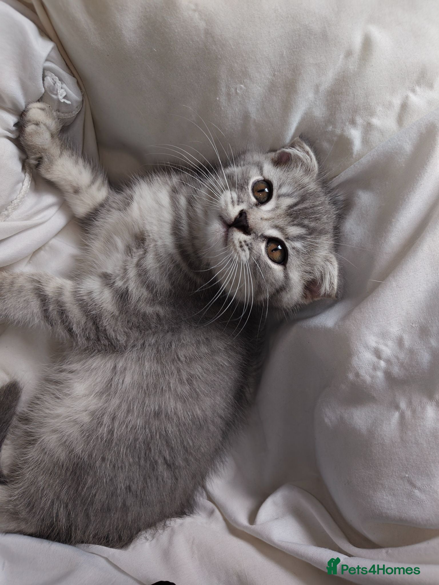 Scottish Fold cats 5 Pedigree Beautiful Loving Scottish Folds  - Advert 2
