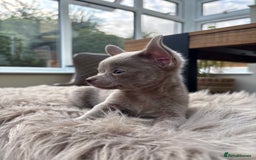 Chihuahua dogs for sale: 5 KC babies ready end of July/August - Image 3