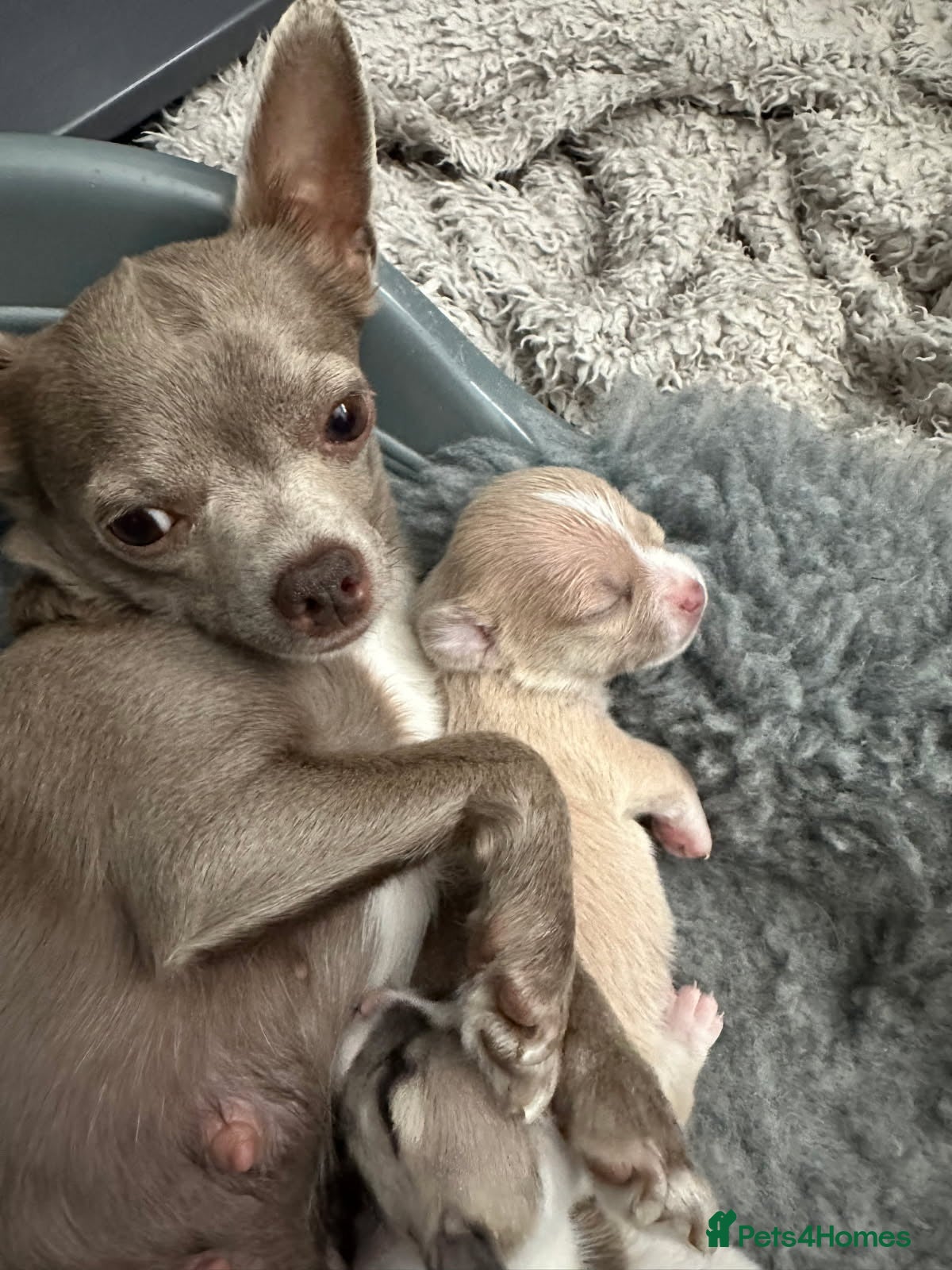 Chihuahua dogs Chihuahua for sale in Bognor Regis - Advert 2