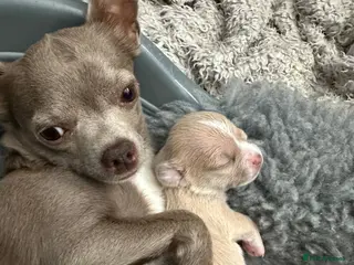 Chihuahua dogs Chihuahua for sale in Bognor Regis - Advert 2