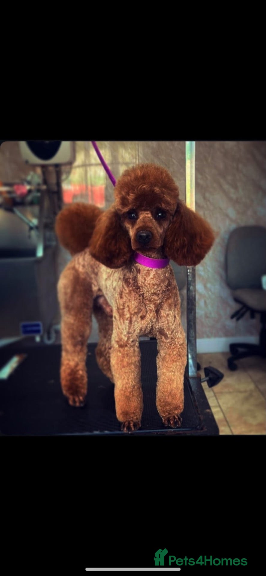 Cavapoo dogs for sale: Beautiful F1 cavapoos - Advert 2