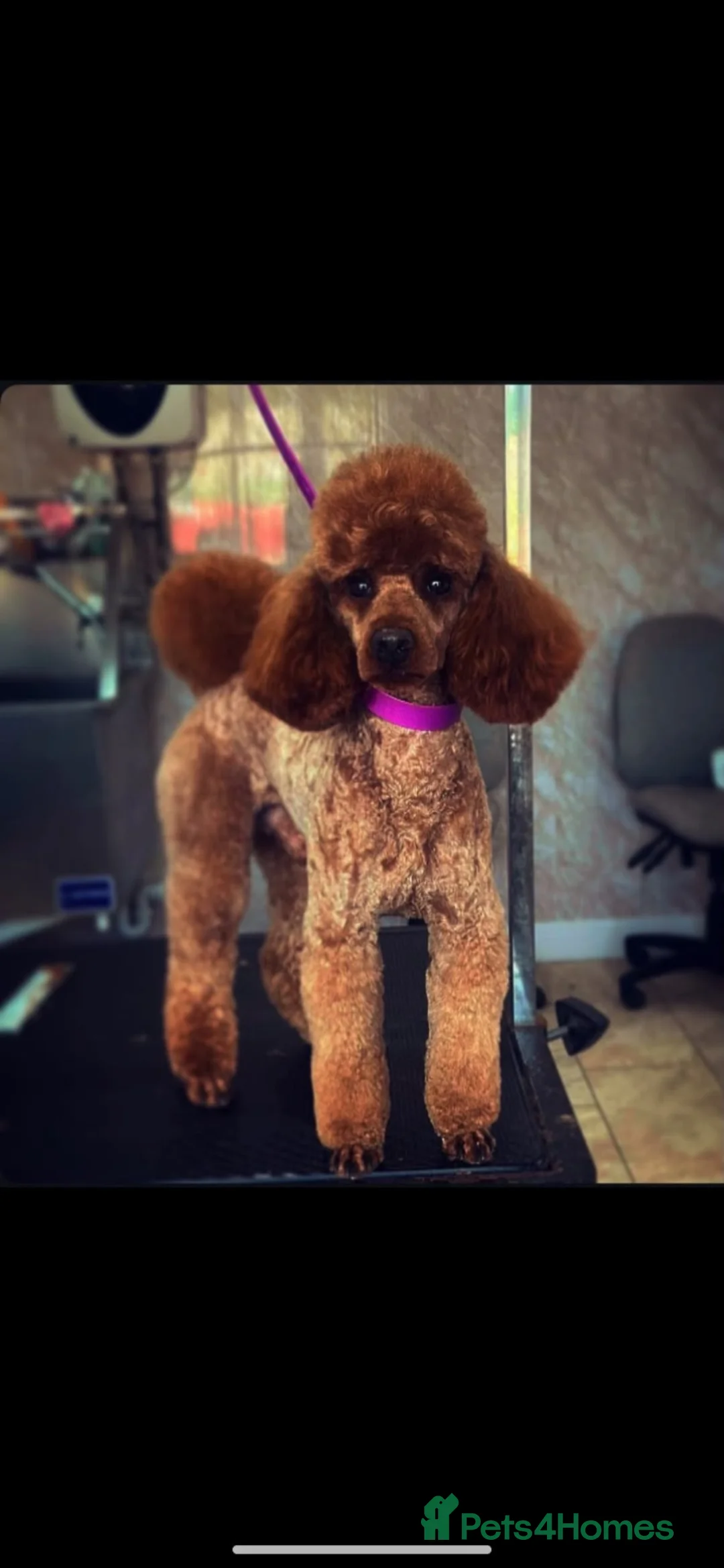Cavapoo dogs for sale: Beautiful F1 cavapoos in Durham - Advert 2