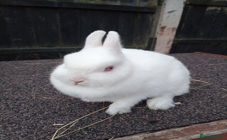 Netherland Dwarf rabbits - Advert 7