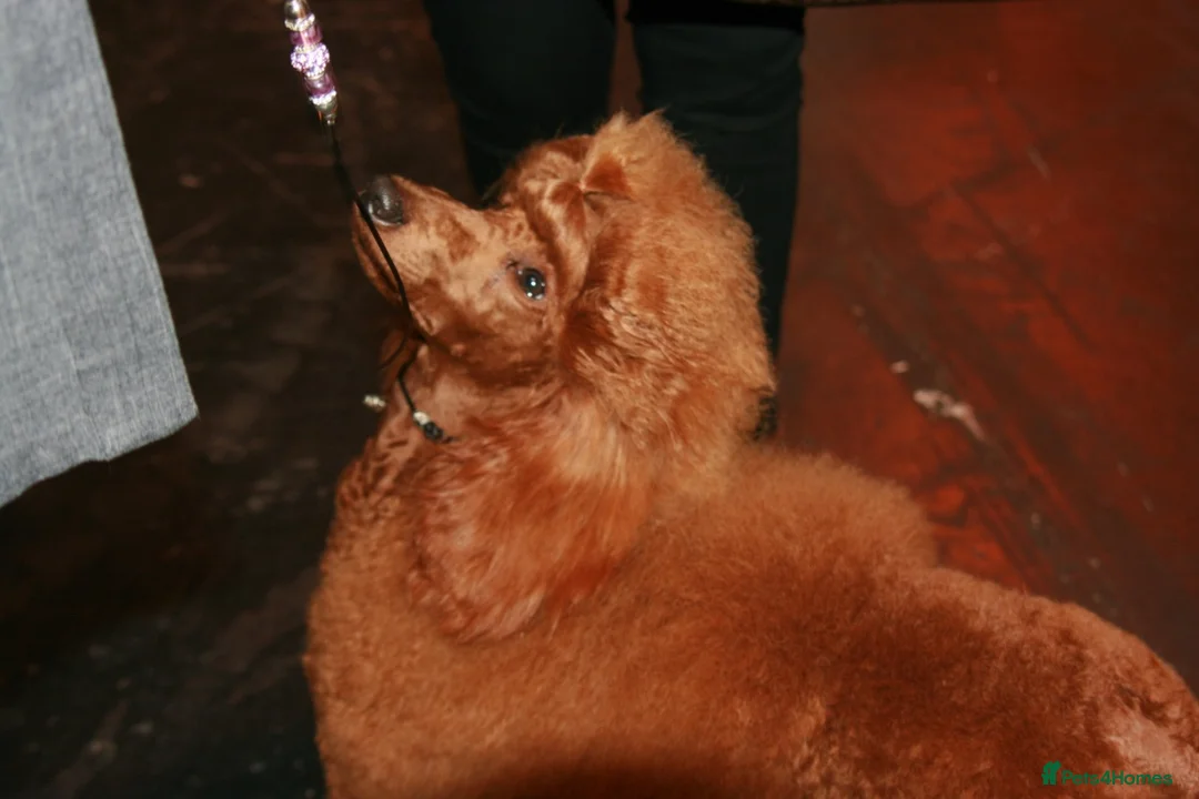 Miniature Poodle dogs for sale: Stunning litter, 6th gen of my red min poodles - Advert 6