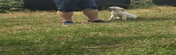 Labrador Retriever dogs for sale: Labrador puppies in Craigavon - Advert 2