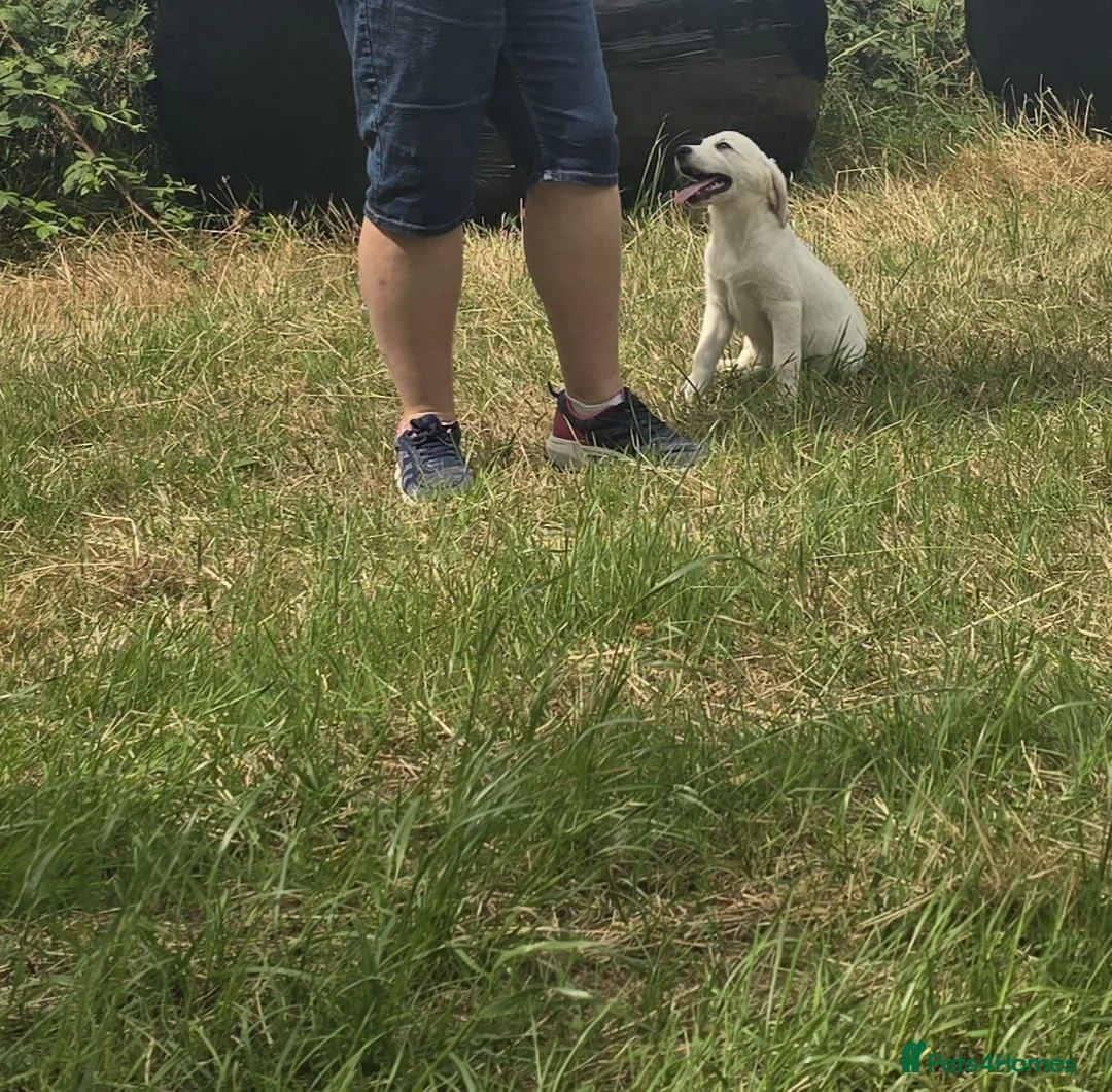 Labrador Retriever dogs for sale: Labrador puppies in Craigavon - Advert 2