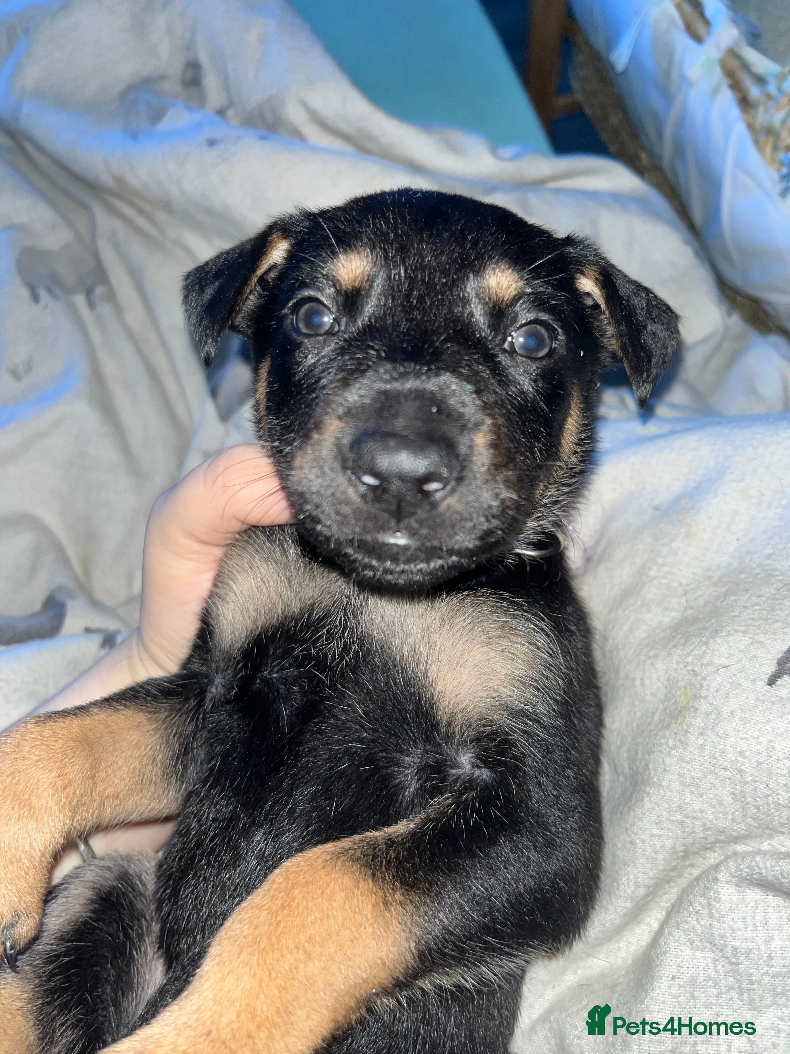 Mixed Breed dogs Doberman x Malinois x German Shepherd Puppies  - Advert 10