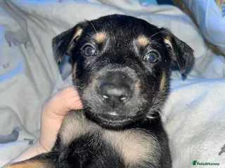 Mixed Breed dogs Doberman x Malinois x German Shepherd Puppies - Advert 10