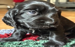 Cocker Spaniel dogs for sale: KC Reg Show cocker spaniel pups - Image 16