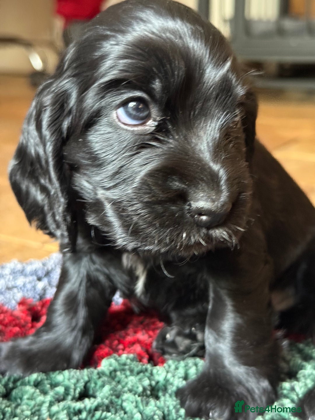 Cocker Spaniel dogs for sale: KC Reg Show cocker spaniel pups - Image 16