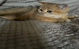 British Shorthair cats for sale: Last stunning golden male  - Image 1