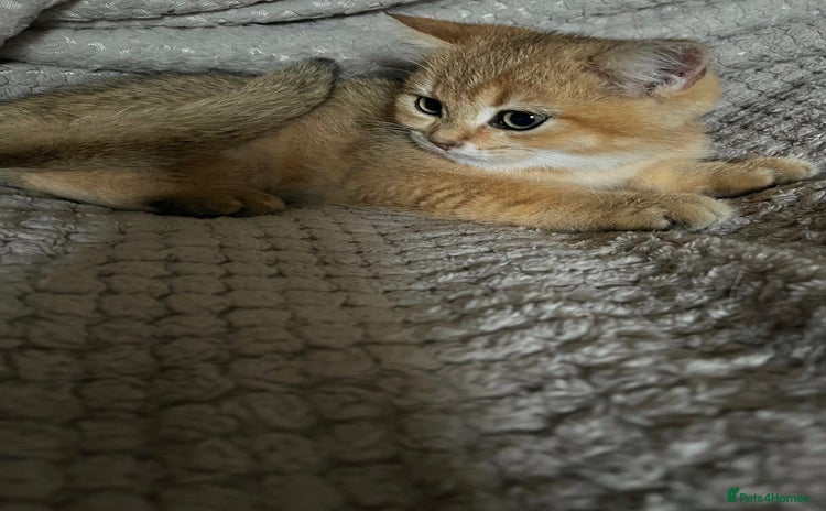 British Shorthair cats - Advert 1