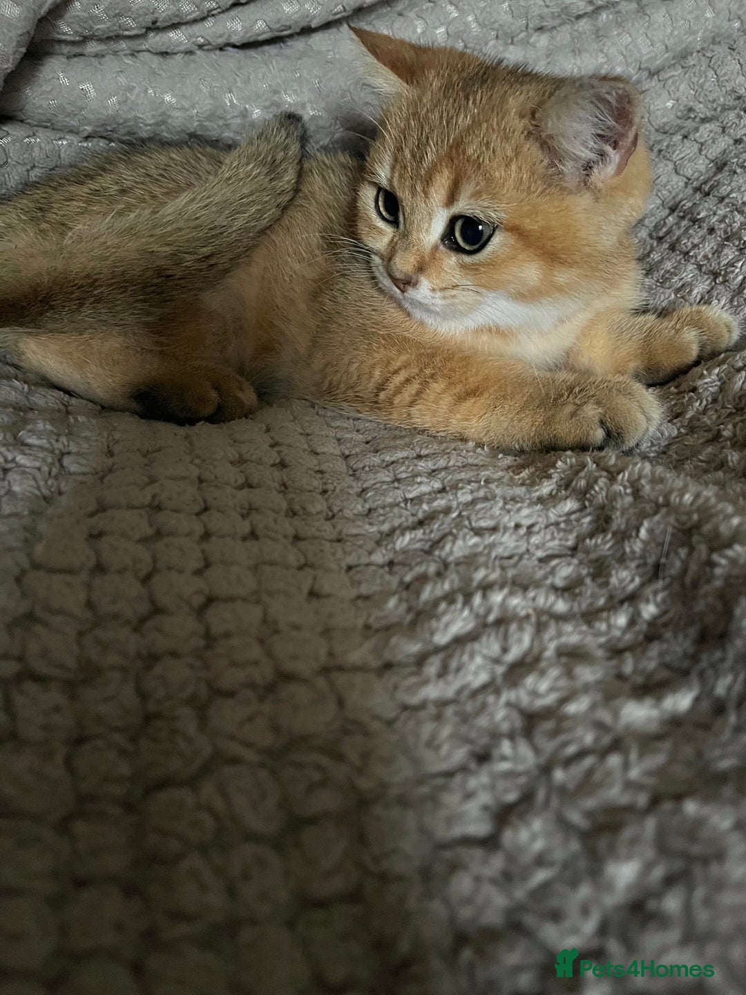 British Shorthair cats for sale: Last stunning golden male  - Image 1