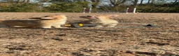 Welsh Corgi Pembroke dogs for sale: PERFECT PEMBROKE PUPPIES - Advert 9