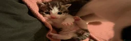 Mixed Breed cats for sale: Turkish van x American wire hair  - Advert 34