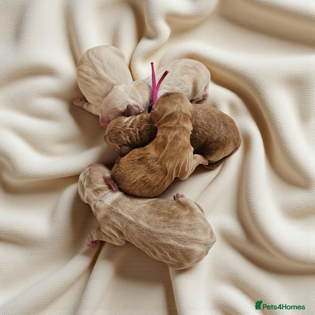 Australian Labradoodle dogs for sale: STUNNING FULLY HEALTH TESTED PUPPIES 🌟🐾 - Image 10