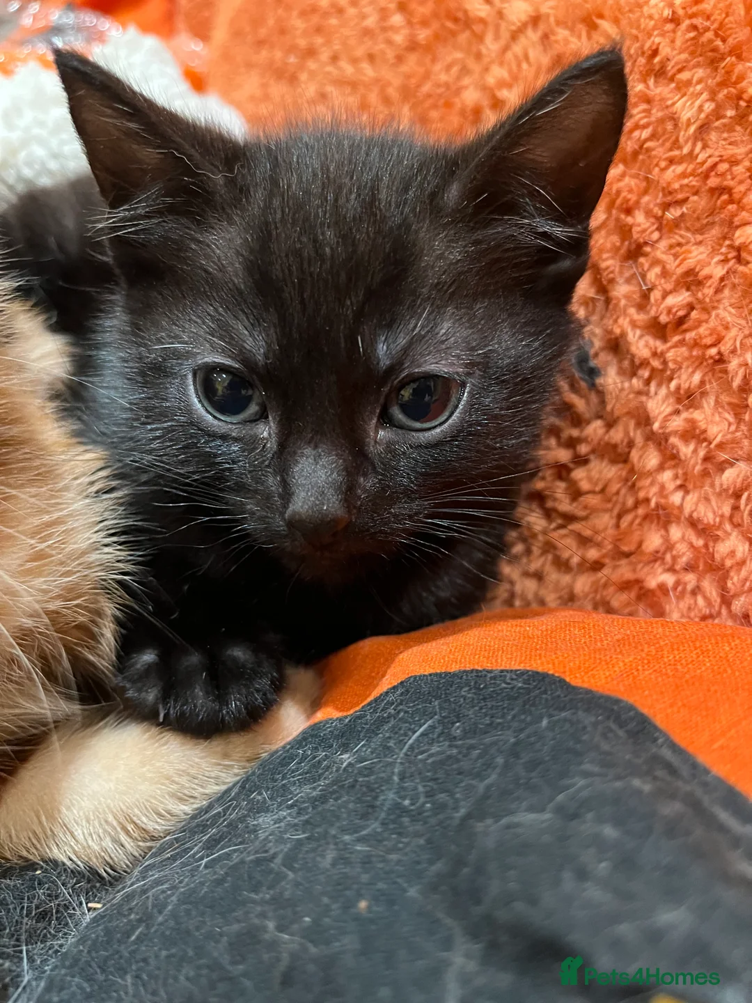 British Shorthair cats for sale: 3 adorable male kittens for sale - Advert 12