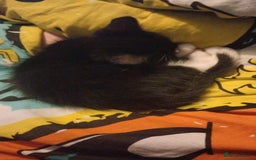 Mixed Breed cats for sale: Male black and white and calico female kittens - Image 2