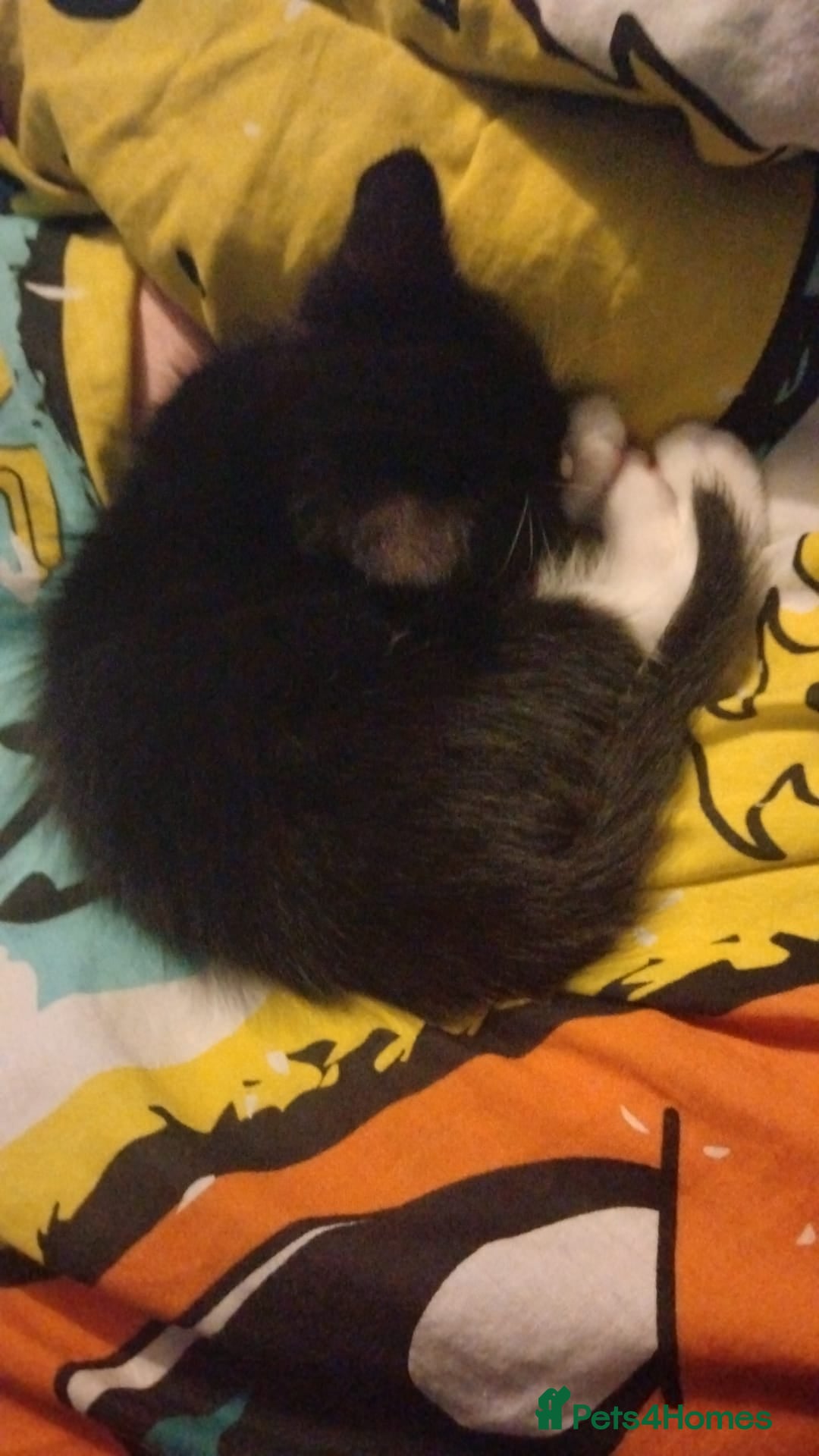 Mixed Breed cats for sale: Male black and white and calico female kittens - Image 2