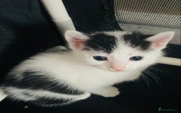 Mixed Breed cats for sale: 3 Gorgeous Bengal x kittens all female  - Image 3