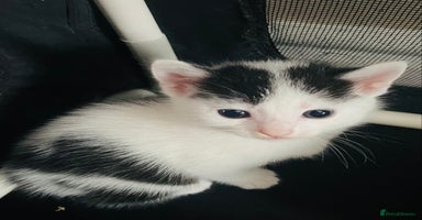Mixed Breed cats - Advert 2